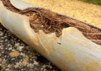 tree root inside pipe
